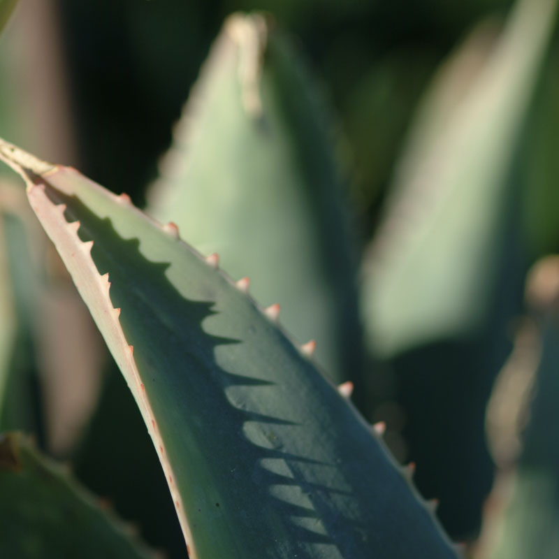 Agave attenuata